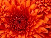 anuragdusaj123@gmail.com